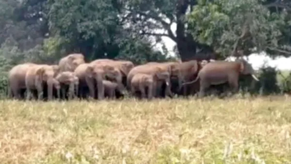 ଅନୁଗୁଳ ଚାଷୀଙ୍କ କ୍ଷତକୁ ବିଷାକ୍ତ କରୁଛି 'ଅନୁକମ୍ପା' ମଲମ