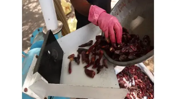 Farmers in Gujarat adopt scientific chilli nursery farming in Rajkot to enhance yield