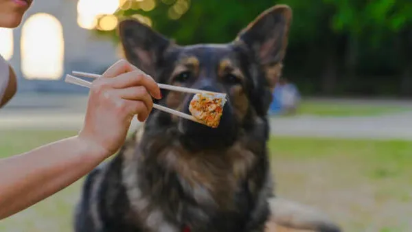 Feeding the Intelligent German Shepherd: Diet Plans for Strength and Immunity