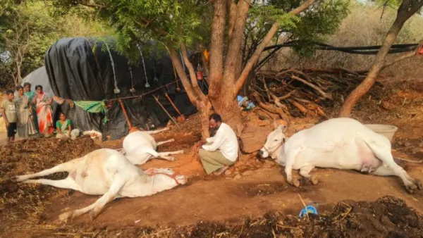 పిడుగుపాటుకు మూడు పశువులు మృత్యువాత
