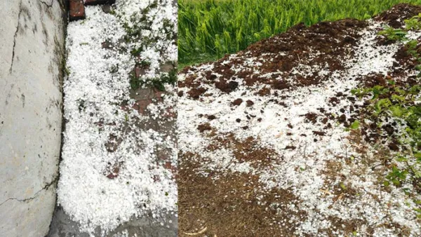 Punjab Hailstorm News: ਪੰਜਾਬ ਦੇ ਕਈ ਪਿੰਡਾਂ 'ਚ ਗੜ੍ਹੇਮਾਰੀ ਨੇ ਮਚਾਈ ਤਬਾਹੀ, ਫਸਲਾਂ ਹੋਈਆਂ ਤਬਾਹ