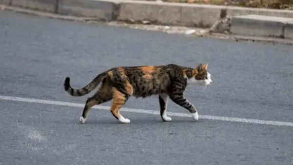 Why letting your pet cat roam outside can be dangerous for both wildlife and the cat itself