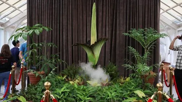 Thousands flock to see rare, smelly corpse flower bloom in Sydney