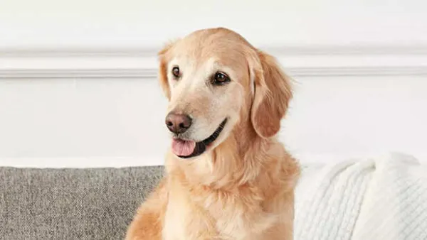 Signs Your Pet is Secretly Stressed; All You Need to Know