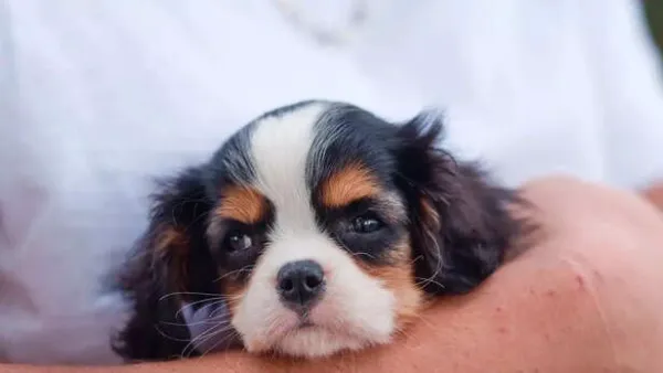 Do Pets Get Depressed When You Are Sad? The Psychology Behind Pets' Emotions