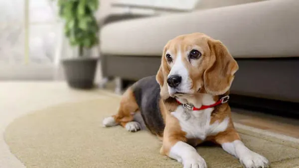 Your Dog Isn't Interrupting You. It Thinks It Belongs There