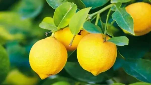 खाली पेट पीया नींबू पानी, 13 दिनˈ में दिखा ऐसा बदलाव कि लोग पूछने लगे राजˌ