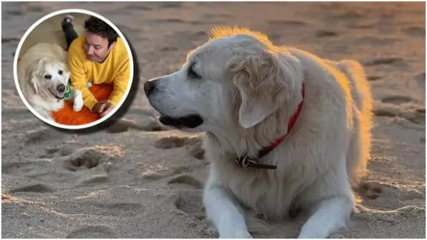 When Jimmy Fallon Penned An Emotional Note on The Demise of His Beloved Pet Dog: 'She Was Our First Baby, A Therapist..'