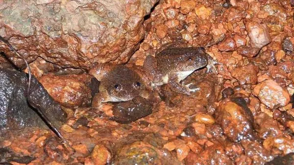 New species of night frog discovered in Western Ghats