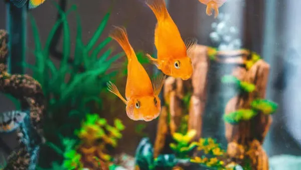 Color-Enhancing Diets for Ornamental Fish: Myth or Science?