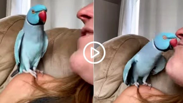 आशिक मिजाज तोते ने लड़की के होठों पर किया KISS, फिर बोला- थैंक्यू बेबी, 1 करोड़ लोगों ने देखा video