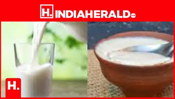 Milk vs Curd: Which Is Better for Weight Loss and Gut Health?