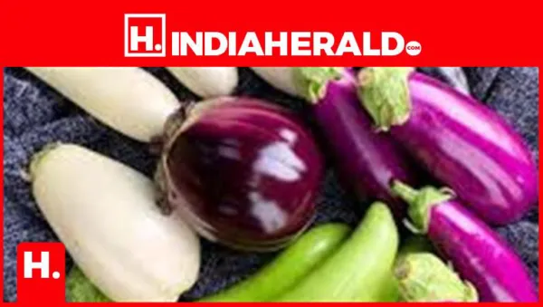 Why Choosing the Right Brinjal Matters