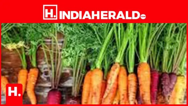 How to Grow Carrots at Home: A Simple Winter Guide for Fresh, Chemical-Free Harvests