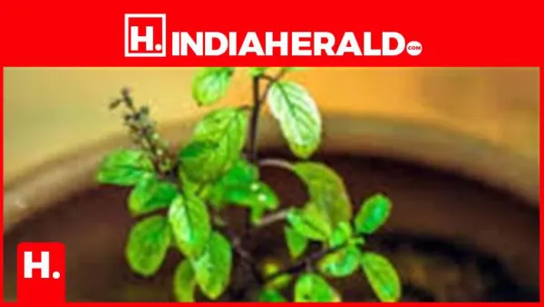 Tulsi Plant Care: Keep Your Basil Green and Healthy All Winter