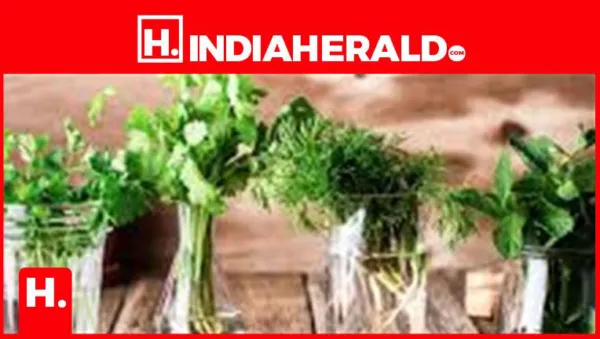 10 Best Herb Storage Tips to Preserve Fresh Herbs