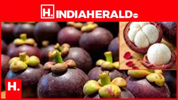 "Mangosteen": A Fruit That Preserves Youth