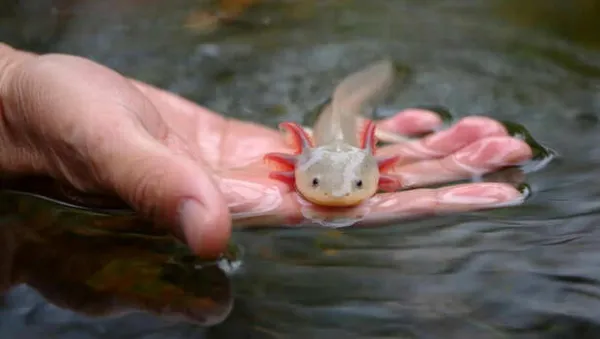 This Animal Breed Is So Unique You Won't Believe It Exists