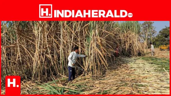 India's Export Ban Is Triggering Fears of a Much Larger Food Crisis