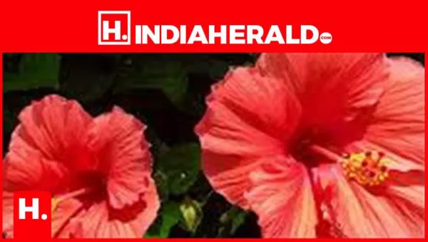 Unlock the Beauty Benefits of Hibiscus for Skin and Hair