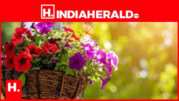 Top Hanging Basket Plants That Turn Small Spaces into Living Art