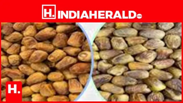 Sukkari Dates: The Best Sugar Substitute! Learn the Secret Diet for Digestion and Brain Boost