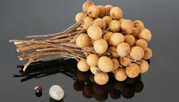 আঁশফল বা কাঠ লিচুর পুষ্টিমান ও ঔষধিগুণ