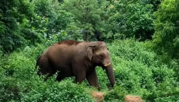 വടക്കനാട് മേഖലയെ ഭീതിയിലാഴ്ത്തിയ 'മുട്ടിക്കൊമ്പനെ' ഒടുവില്‍ മയക്കുവെടി വെച്ചു; മുത്തങ്ങയിലേക്ക് കൊണ്ടുപോകാൻ ശ്രമം