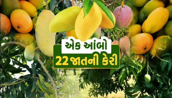 OMG : વલસાડના ખેડૂતની અનોખી ક્રાંતિ, એક જ આંબા પર પકવી 22 જાતની કેરી