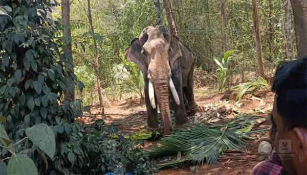 പാലക്കാട് ഉത്സവത്തിനെത്തിച്ച ആനയെ കുളിപ്പിക്കുന്നതിനിടെ ഇടഞ്ഞു; പാപ്പാനെ കിണറ്റിലേക്ക് എറിഞ്ഞ് കൊലപ്പെടുത്തി