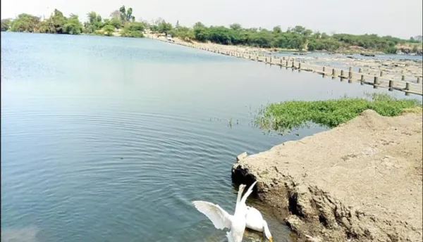 भीमा नदी काठचे बंधारे पूर्ण क्षमतेने भरले