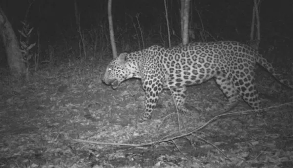 తాళ్లపెంటలో చిరుత సంచారం