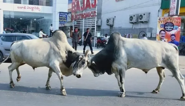 ఆంబోతుల ఫైట్.. పంతం నీదా..? నాదా..?