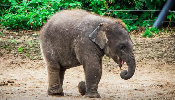 Assam: Rescued elephant calf finds new home in KNP