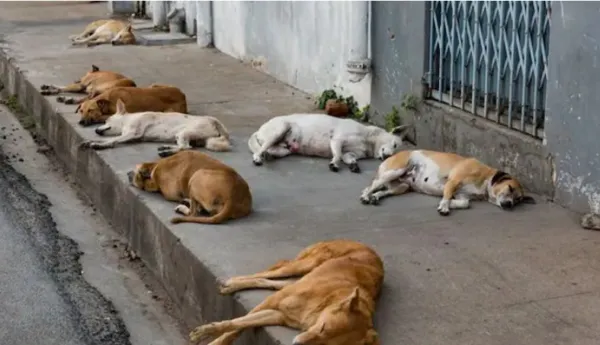 ಭದ್ರಾವತಿ : 150 ನಾಯಿಗಳನ್ನು ಜೀವಂತವಾಗಿ ಹೂತ ದುರುಳರು: 12 ಜನರ ಬಂಧನ..!