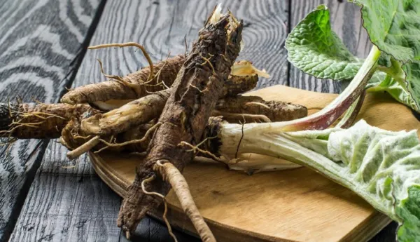 5 Most Amazing Health Benefits Of Burdock Root