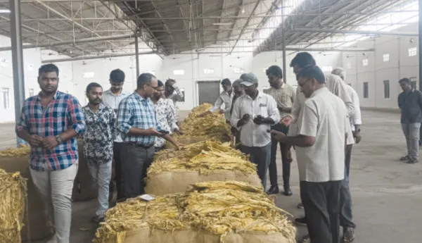 పొగాకు రైతుల నిలువు దోపిడీ