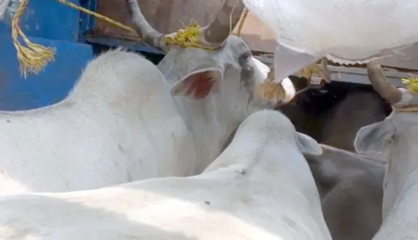 କଂଟେନର ଅଟକାଇଲେ; ୭୦ ଷଣ୍ଢ ଉଦ୍ଧାର କଲେ ଗୋରକ୍ଷକ