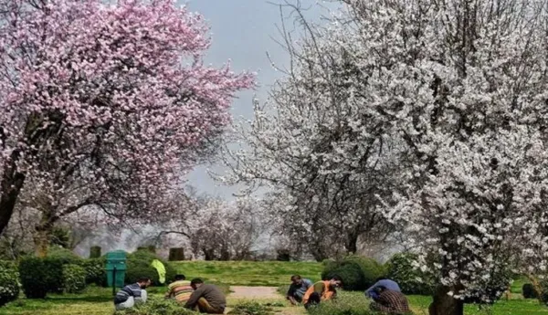 Kashmir's Almond Blossom Make You Forget Cherry Blossom
