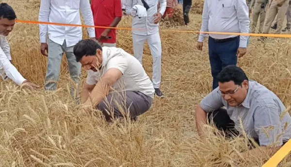 डीएम ने हंसिया से काटा गेहूं, क्रॉप कटिंग से परखी उपज