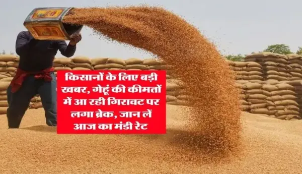 Wheat Rate : किसानों के लिए बड़ी खबर, गेहूं की कीमतों में आ रही गिरावट पर लगा ब्रेक, जान लें आज का मंडी रेट