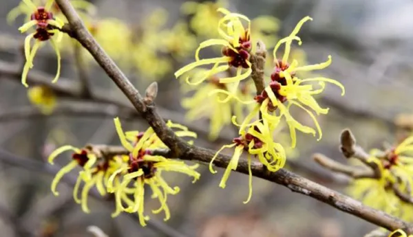 6 Benefits Of Using Witch Hazel In Your Skin Care