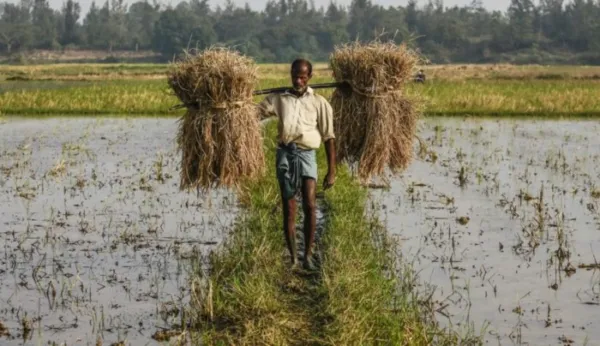 Unseasonal Rains And Hail Battering India's Harvest: Agriculture Minister Orders Speedy Relief