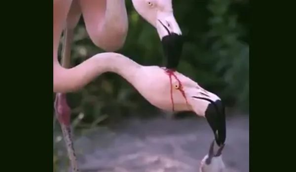 চুঁইয়ে পড়ছে রক্ত? ছানাকে কী খাওয়াচ্ছে মা ফ্লেমিংগো.