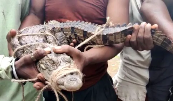 ಕಲಬುರಗಿ | ಜನ ಆತಂಕಕ್ಕೆ ಕಾರಣವಾಗಿದ್ದ ಮೊಸಳೆ ಸೆರೆ