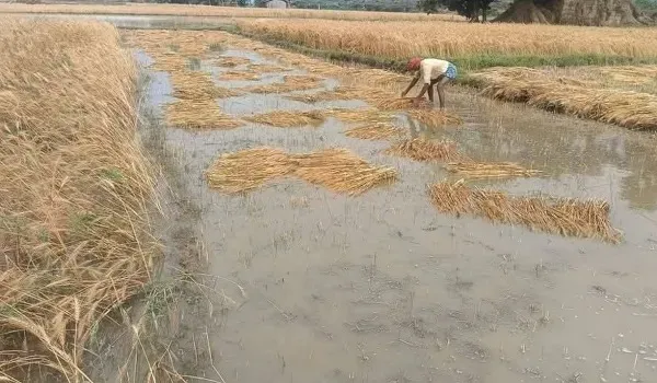 राजस्थान में मौसम का असामान्य पैटर्न, बेमौसम बारिश ने किसानों की उम्मीदों पर पानी फेरा, 7 अप्रैल को एक और पश्चिमी विक्षोभ होगा सक्रिय