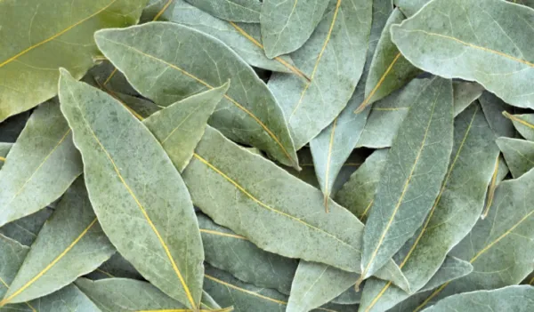 ତେଜପତ୍ର ଲୋକମାନେ ରାତିରେ ତକିଆ ତଳେ କାହିଁକି ରଖନ୍ତି?