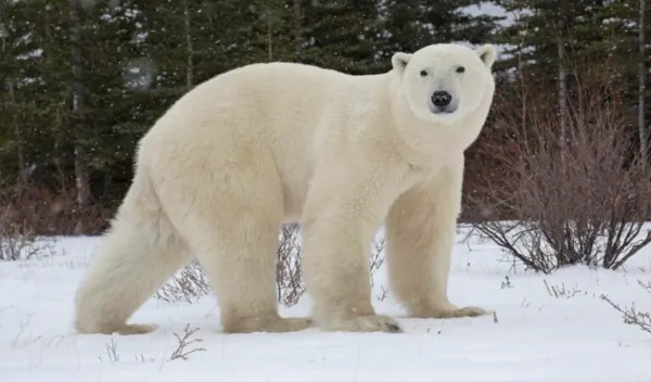 Why do polar bears approach human infrastructure?