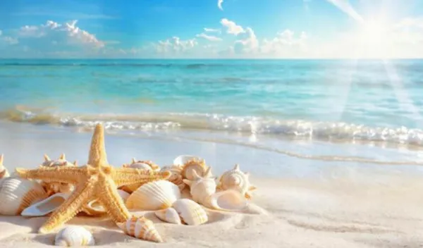 Where do seashells come from?