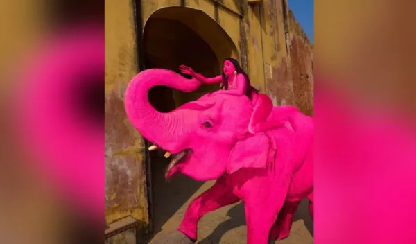 Jaipur 'pink elephant' shoot sparks fresh outrage online